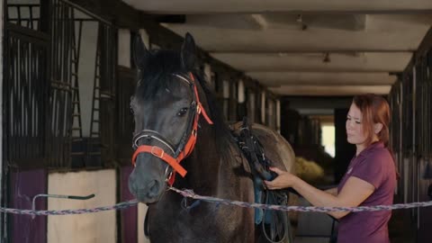 Woman jockey attaching sulky to the horse