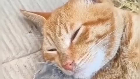 Comedy Cats The Funniest Playtime Moments Ever!