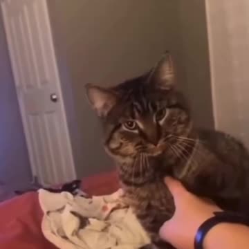 Smart Cat 😺 Joy Funny Factory