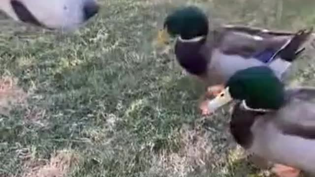 Dog bullies Ducks