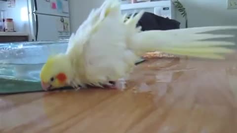 Cockatiel Bath Time!