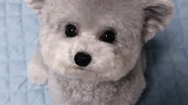 A soft, cute dog