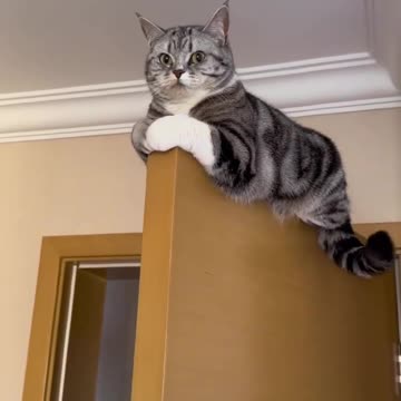 Funny cat 😺 Literally the doorkeeper 😅 Joy Funny Factory