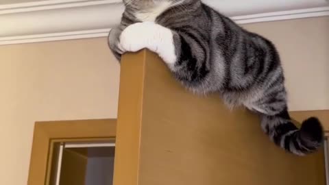 Funny cat 😺 Literally the doorkeeper 😅 Joy Funny Factory