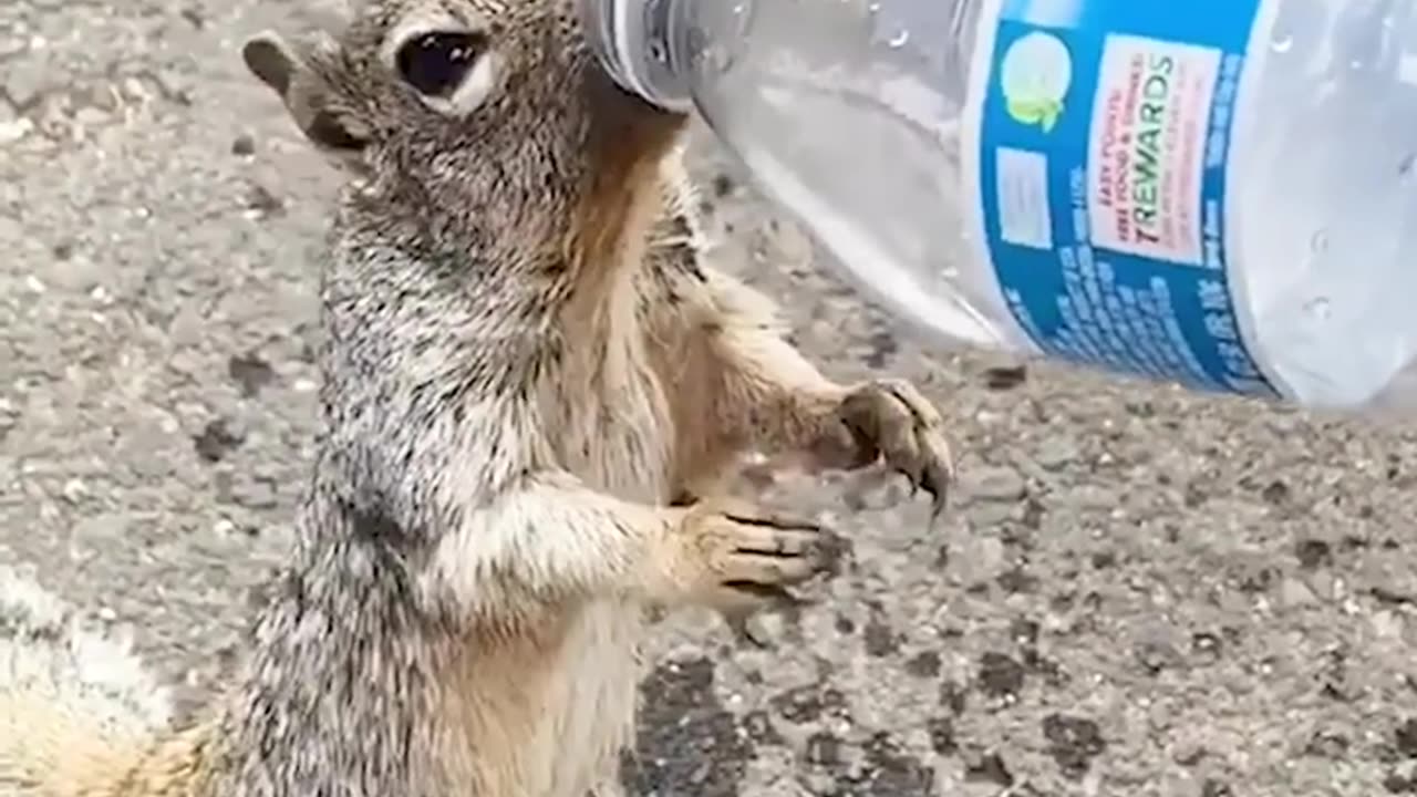 thirsty squirrel