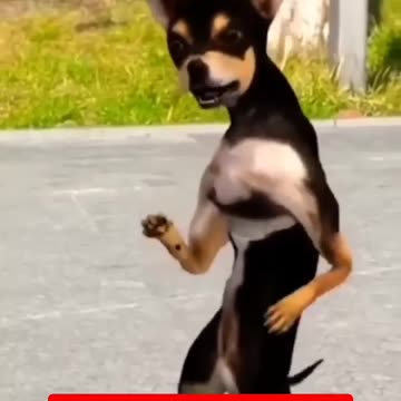 PATLI KAMARIYA 🤣 FUNNY ANIMAL VIDEO 🤣🤣 #p