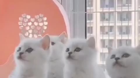 A story of four little white cats and a pink toy