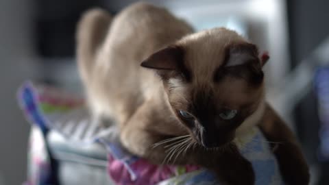 Cute and Funny Cat Videos to Keep You Smiling! 🐱