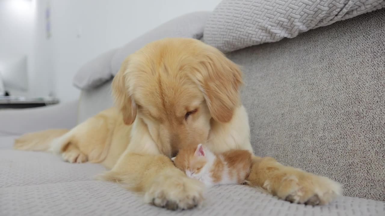 Kittens Fall Madly In Love With Golden Retriever