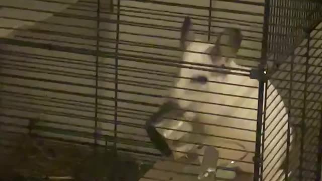 Crazy Chinchilla Doesn't Want to Sleep