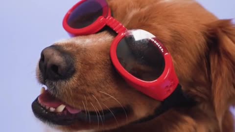 Dog cuteness