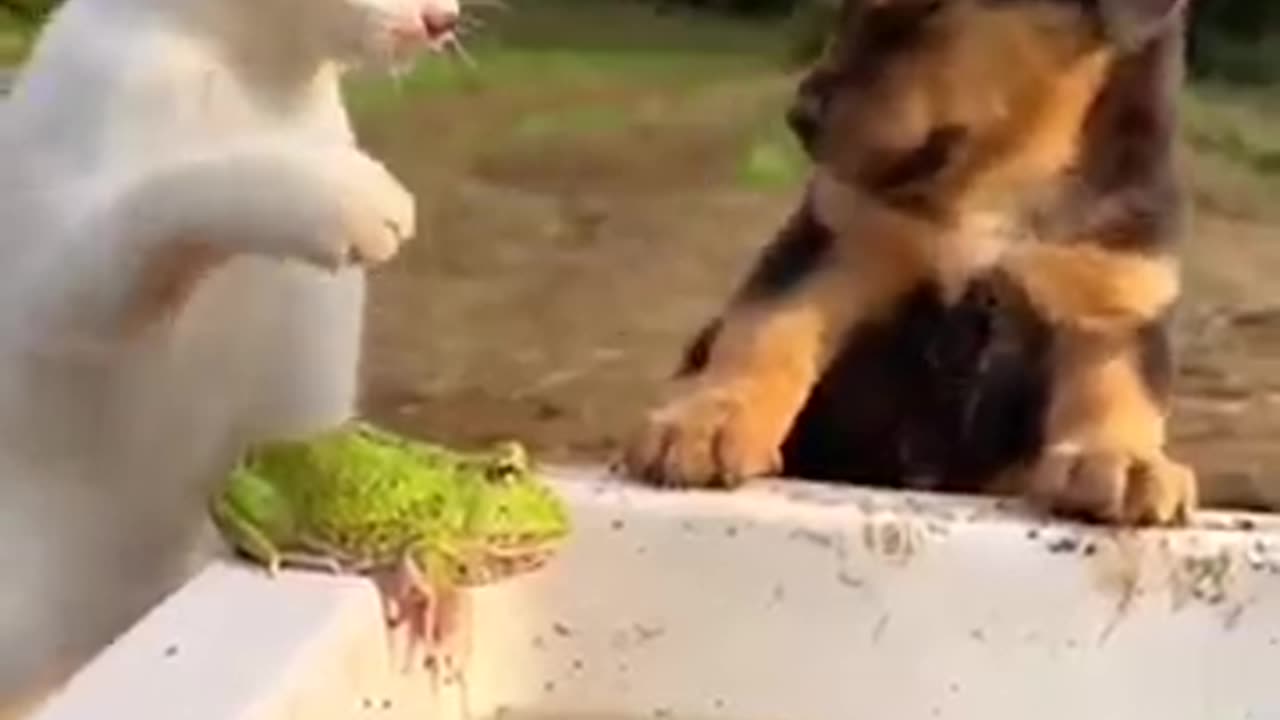 Funny animal fail short