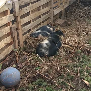 SLEEPY PIGS... BUSY BIRDS 😍