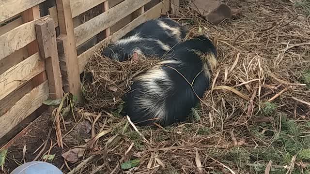 SLEEPY PIGS... BUSY BIRDS 😍