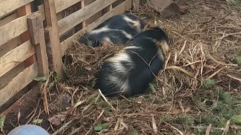 SLEEPY PIGS... BUSY BIRDS 😍