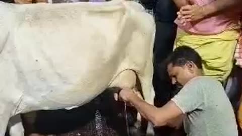 LORD SHIVA MILK SNAN DIRECTLY FROM COW BREAST