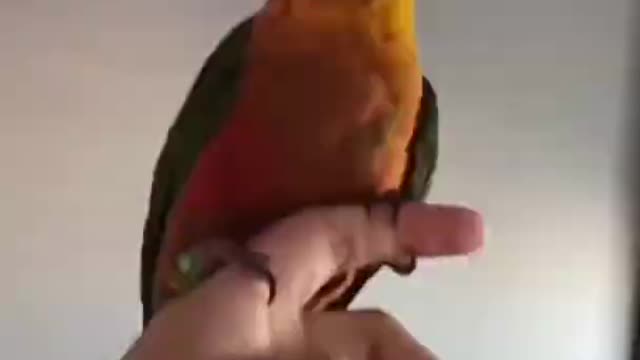 Person Plays With Bird And Twirls It Around the Room