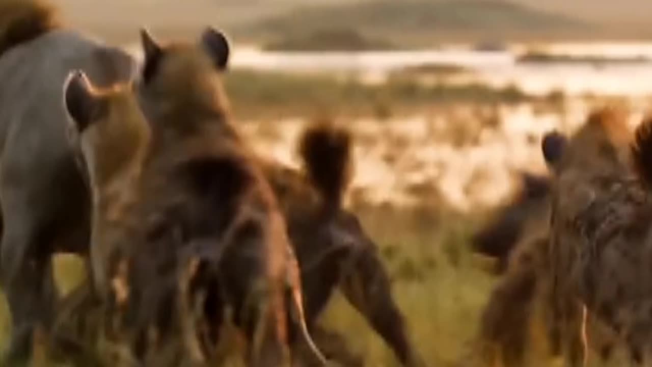 Lions and bhediya fight scene