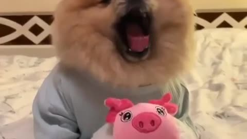 Cute dog