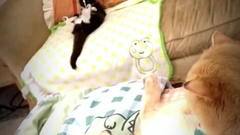 Cute cat funny video