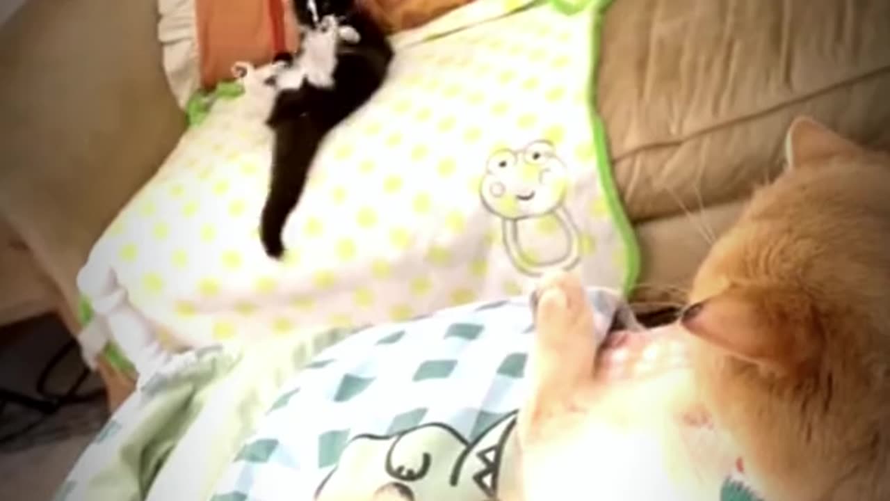 Cute cat funny video
