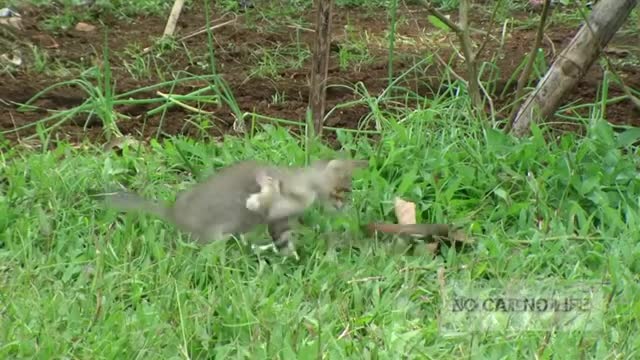 cat fight with snake