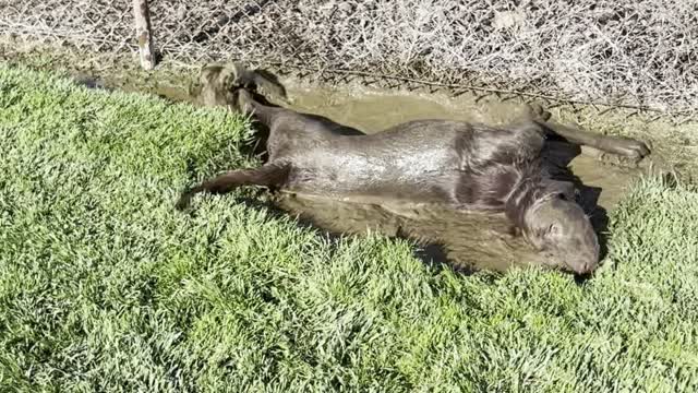 Dog Becomes Double Chocolatey in the Mud