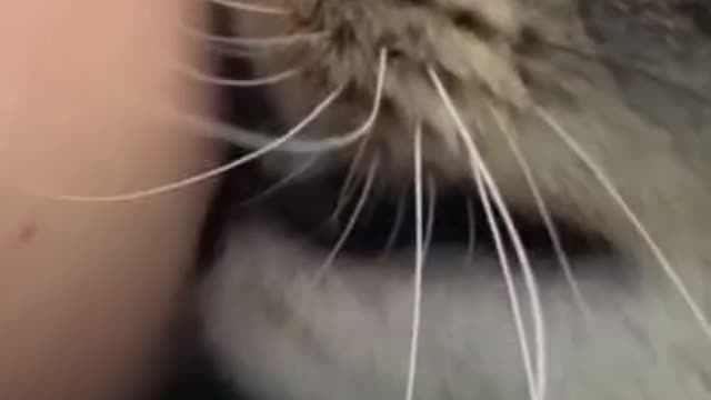 This is why cats bite thier owners