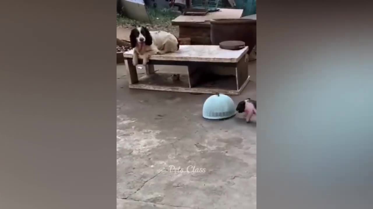 funny animal videos 2023