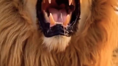 Funny lion video animals