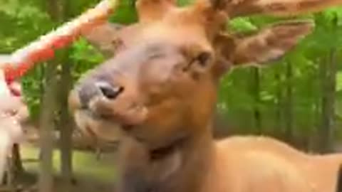 Animal funny video deer