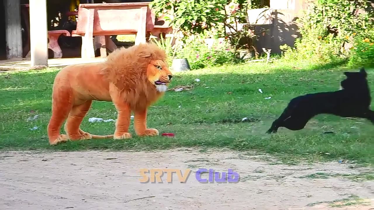 Lion prank with dogs 😁😁