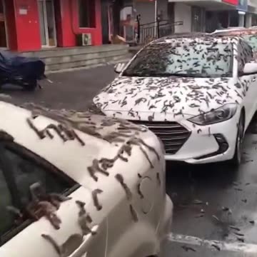 🚨BREAKING: China citizens told to find shelter after it looked like it started to rain worms