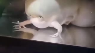 WTF - No Idea Once Again