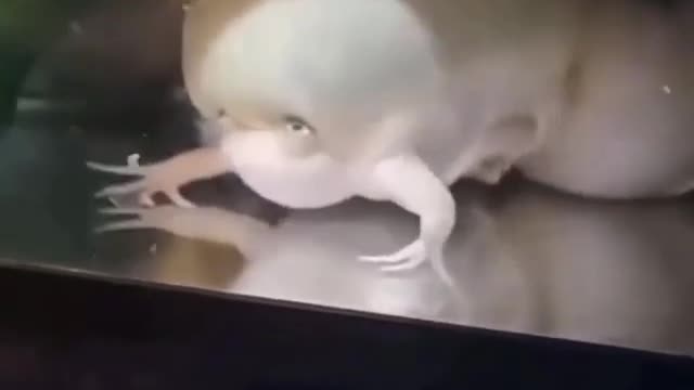 WTF - No Idea Once Again