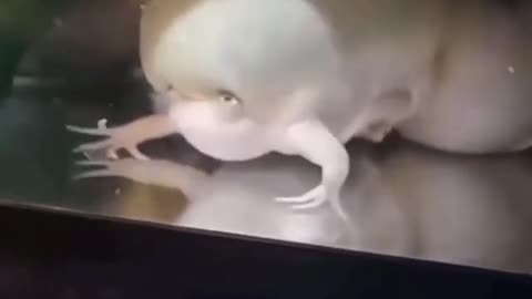 WTF - No Idea Once Again