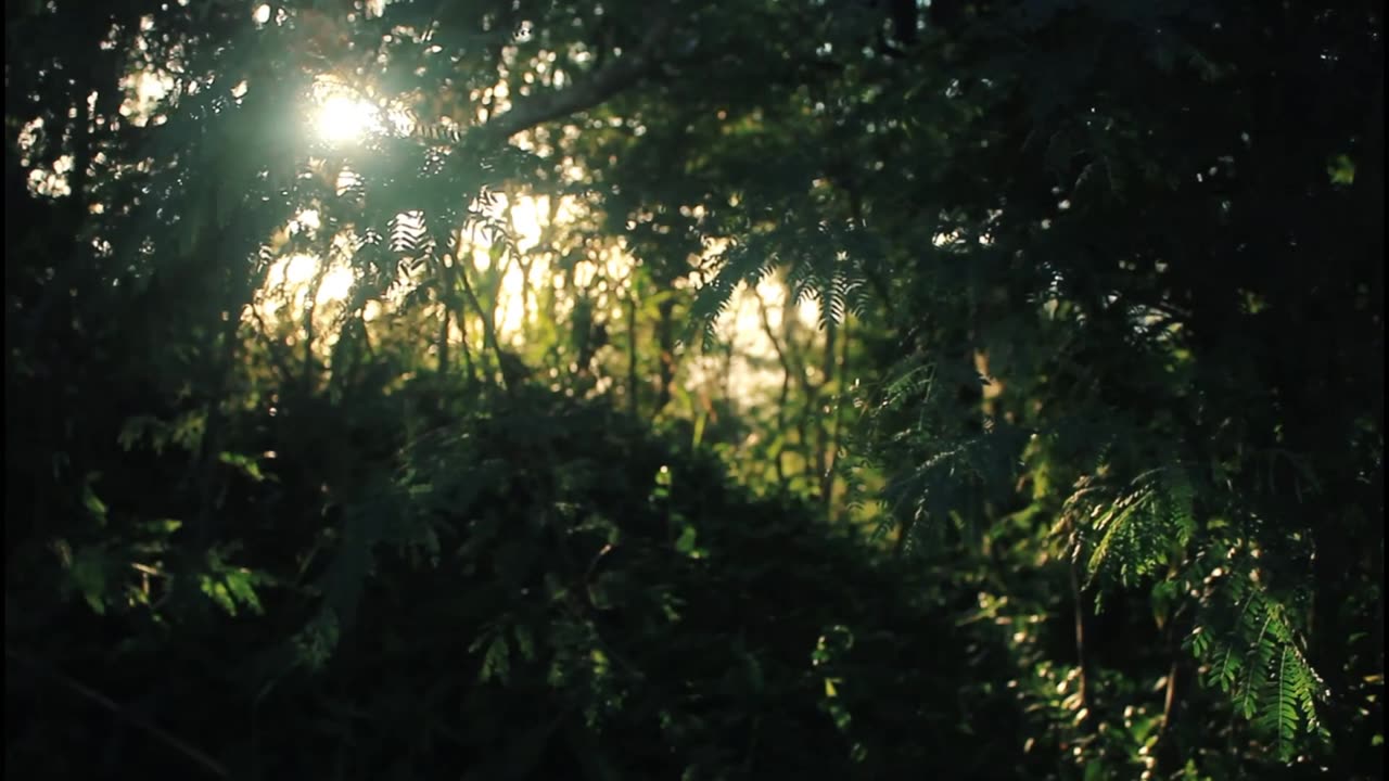 Bird sounds with a landscape in the forest to rest and feel comfortable
