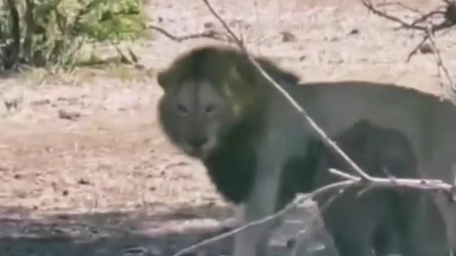 lion says "I am full. come back tomorrow
