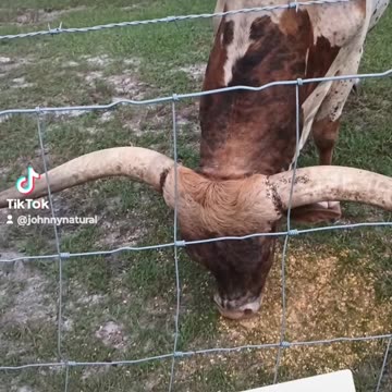 HUNGRY BULL!!!! 🎯🐂