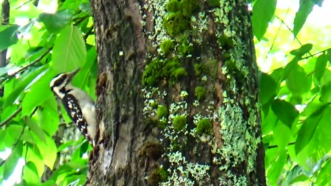 Downy Woodpecker