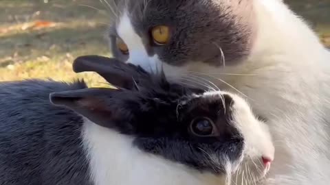 Cat Videos Cat funny video
