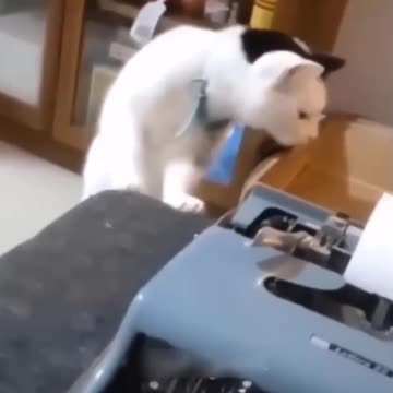 Funny animal|try not to laugh|funny animals videos|