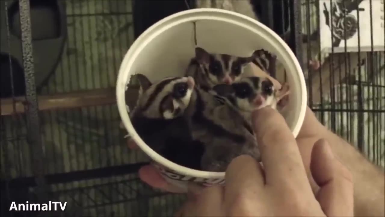 Sugar Gliders Flying - Funny and Cute Compilations