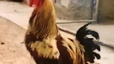 BEST SINGER ROOSTER, FUNNY VIDEO TO ENJOY