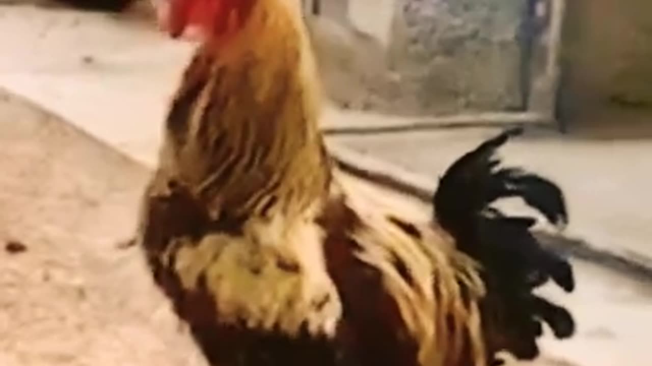 BEST SINGER ROOSTER, FUNNY VIDEO TO ENJOY