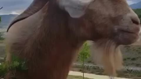 Goat funny voice. Funny goat