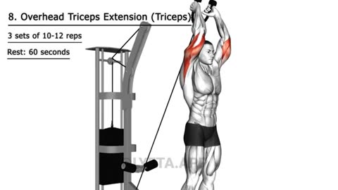 Chest Shoulders And Triceps Gym Workout Exercises