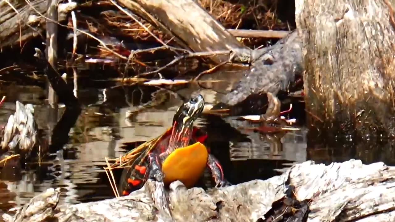 Painted Turtle