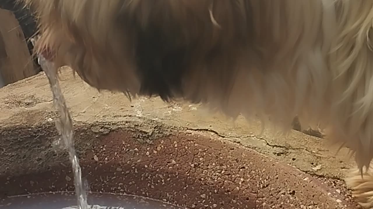 baggy dog