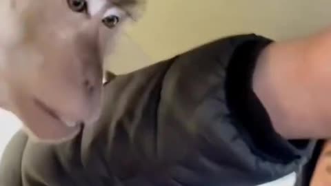 #CuteBabyAnimals #Funny #daily #Shorts #amushorts #rumble C064